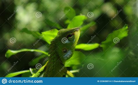 Extreme Close Up of an Eastern Garden Lizard S Face Stock Photo - Image ...