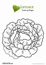 Lettuce Coloring Pages For Kids – Free Printables  Art & Craft sketch template