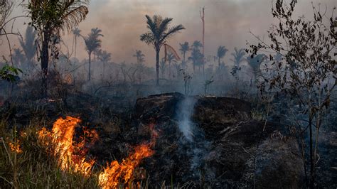 Amazon Deforestation Soars as Pandemic Hobbles Enforcement - The New York Times