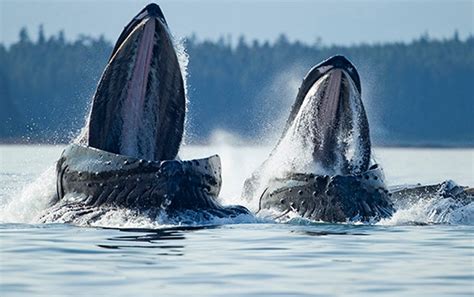 Fossil of Oldest-Known Baleen Whale Relative Unearthed in Peru - Scientific American