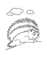 Printable porcupine coloring Page sketch template