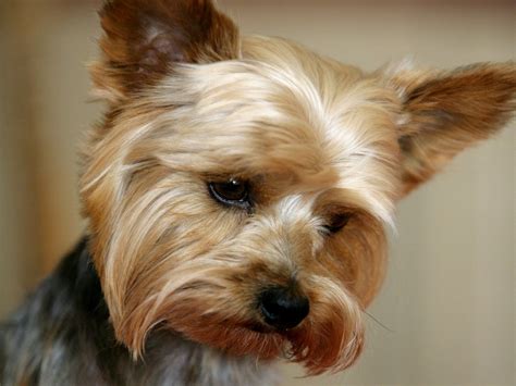 Yorkshire Terrier - Dogs Wallpaper (13248745) - Fanpop