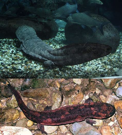 Chinese giant salamander - Save Our Green