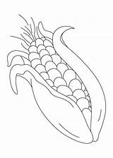Printable Corn Coloring Page  Templates sketch template