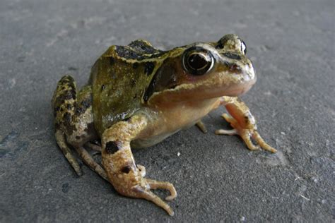 Common frog, British wildlife, Frog