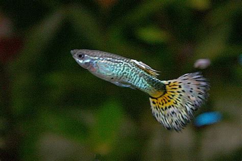 10 Best Tropical Fish for Beginners - PetHelpful