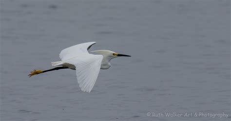 Snowy Egret flying right – Ruth Walker Art & Photography