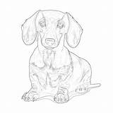 Coloring Pages Dachshund  Mimi Panda sketch template