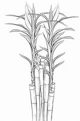 Wonderful Bamboo Coloring Pages For Children  sketch template