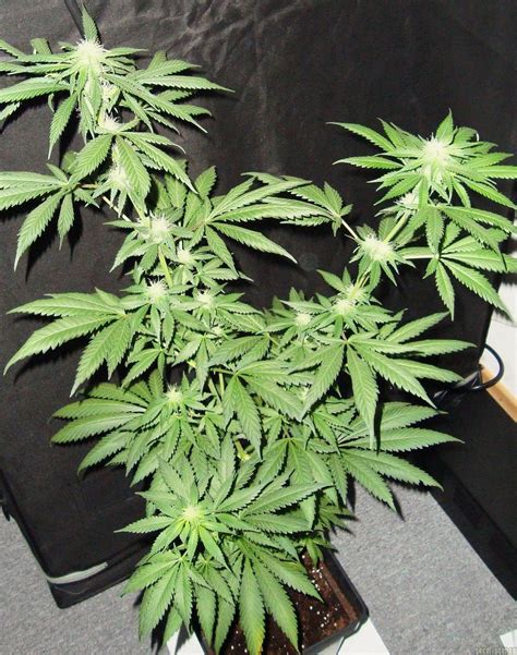 Northern Lights x Skunk #1 (Ceres Seeds) :: Cannabis Strain Info