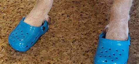 Dog Crocs Are Now A Thing, And Your Dog Probably Wants Them