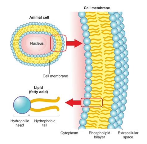 Cell Membrane Lipids Functions Functions And Diagram | Porn Sex Picture