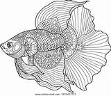 Betta Coloring Pages For Adults sketch template