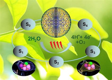 Photosynthesis in action: Scientists capture moment plant converts energy - Passnownow