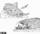 Fishes coloring Pages Book Printable color sketch template