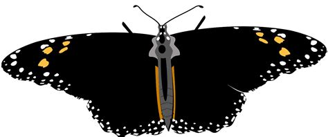 File:Monarch Butterfly.svg - Wikimedia Commons