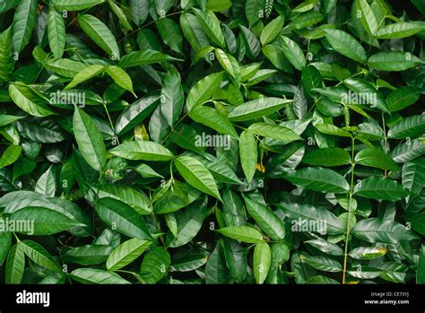 Kurchi hi-res stock photography and images - Alamy