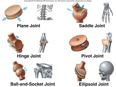 Anatomy Lecture #10 Bone Structure and Composition Flashcards | Quizlet