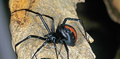 10 Of The Most Dangerous Spiders In The World - Lit Lists