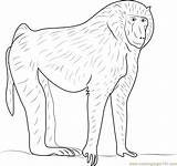 Olive Baboon Coloring Page For Kids  Free Printable sketch template