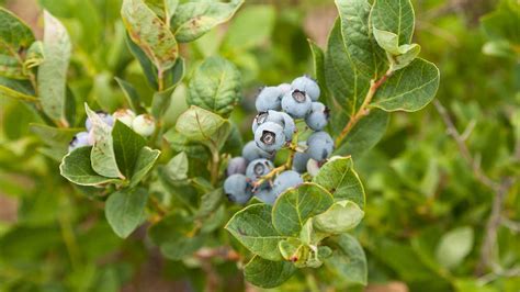 Growing Blueberries in Containers | Organic Gardening Blog – Grow Organic