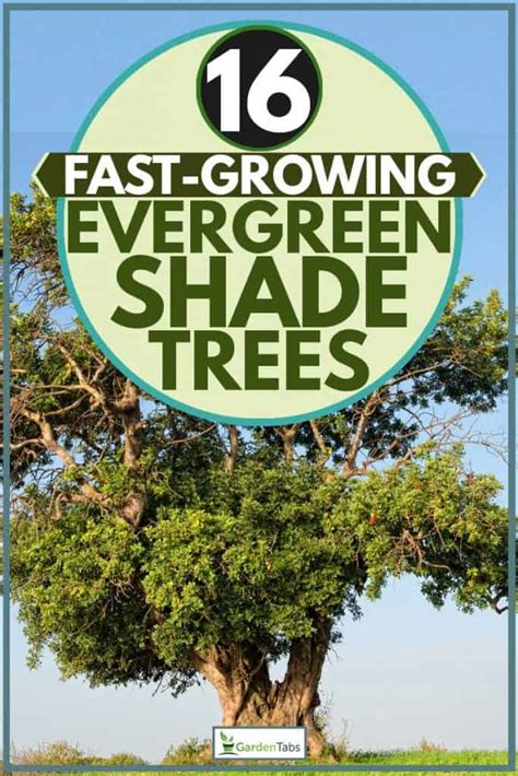 16 Fast-Growing Evergreen Shade Trees