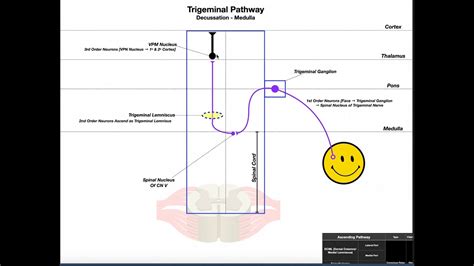 Trigeminal Lemniscus Pathway EXPLAINED! | Facial Sensation - YouTube