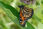 Monarch butterflies decline at wintering grounds in Mexico, Texas drought adds to stress to ...