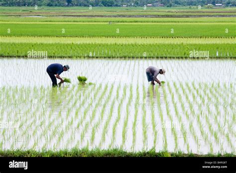 Farmers planting rice Stock Photo - Alamy