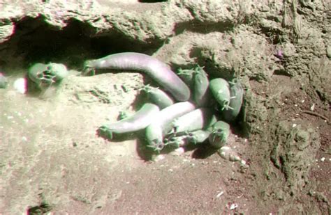 Hagfish - Description, Habitat, Image, Diet, and Interesting Facts