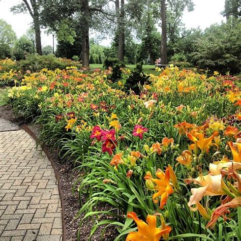 many different colored flowers are in the grass near a brick path and ...