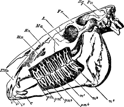 Horse Skullvintage Illustration Engraving Skull Drawing Vector, Engraving, Skull, Drawing PNG ...