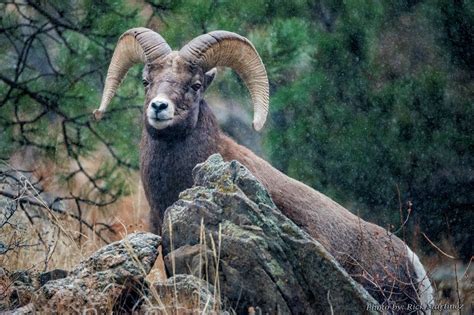 Photo Gallery of the day – Wildlife in and around Estes Park. – Estes ...