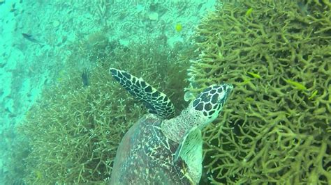 Diving at Pulau Tioman, Oct 2015 - YouTube