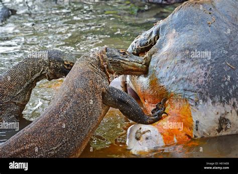 Komodo-Waran, Komodo Waran Komodowaran (Varanus Komodoensis), Zwei Komodowarane nochmals bin ...