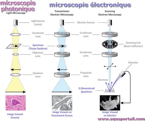 Microscopie électronique : définition et explications – AquaPortail