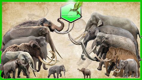 Elephants and Mammoths Size Comparison [LİVİNG EXTİNCT] - YouTube