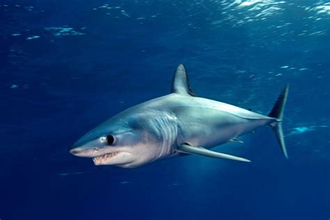 Longfin Mako Shark - Isurus Paucus From the family Lamniformes Makos are mackerel sharks that ...