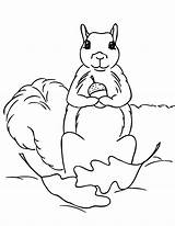 Free Printable Squirrel Coloring Pages For Kids  Animal Place sketch template