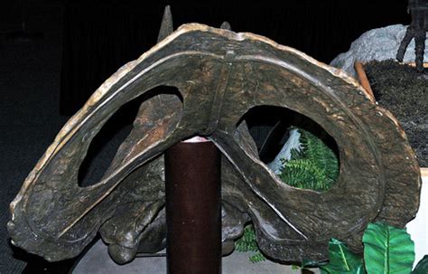 Torosaurus latus (ceratopsian dinosaur) (Late Cretaceous) … | Flickr