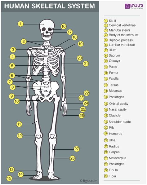 Interesting Facts about the Human Skeletal System-BYJU’S