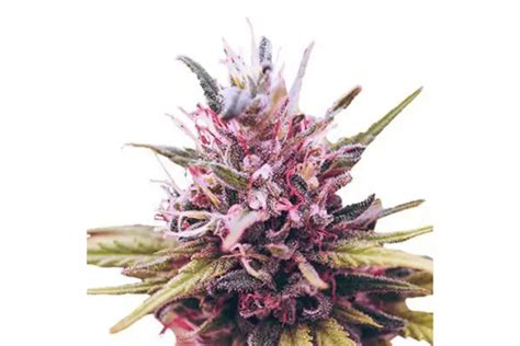 15 Highest THC Seeds in 2025 for Powerful Tokes