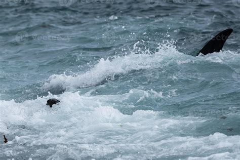 Orca attack a seal on the beach 12011489 Stock Photo at Vecteezy