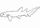 Nurse Shark coloring Page  Free Printable Coloring Pages sketch template