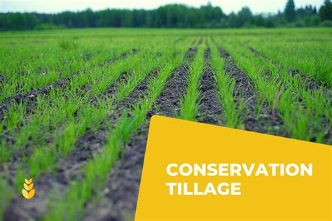 Managing soil health with conservation tillage — eAgronom Blog