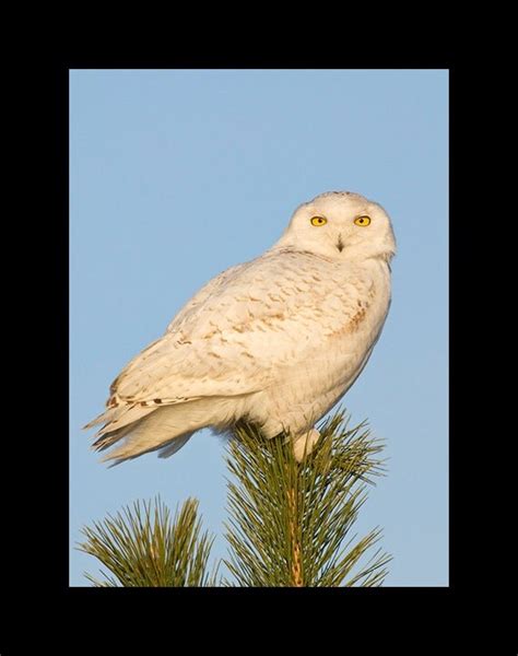 Snowy owl in pine tree bird photograph 8x10 matted