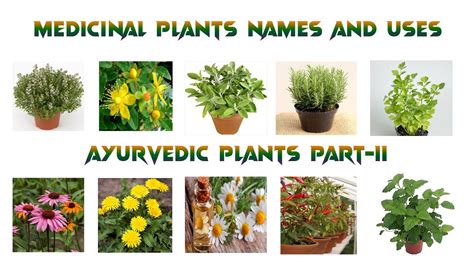 Medicinal Plants And Their Uses 20 Ayurvedic Plants Names