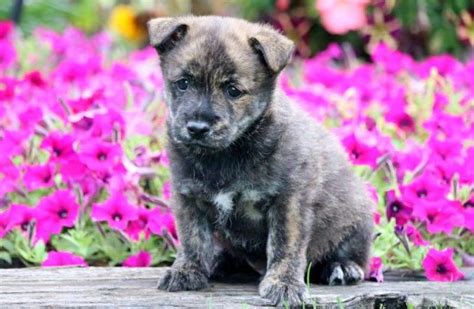 Cairn Terrier Mix Puppies For Sale | Puppy Adoption | Keystone Puppies