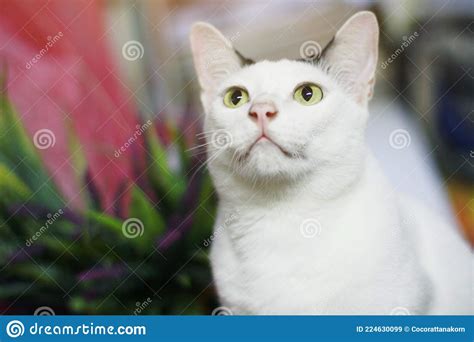 White Cat Sitting and Enjoy on Wood Terrace Stock Image - Image of gray, lying: 224630099