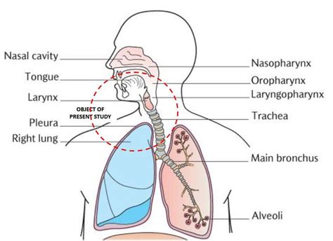 Labeling Upper Respiratory System